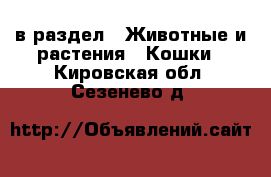  в раздел : Животные и растения » Кошки . Кировская обл.,Сезенево д.